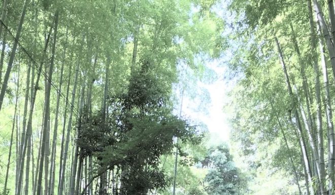 藤田行政