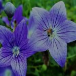 土岐頼武・頼純VS頼芸