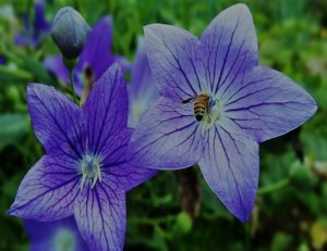 土岐頼武・頼純ＶＳ頼芸