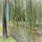 京都 白川