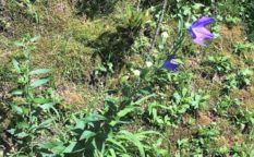 明智光秀　桔梗