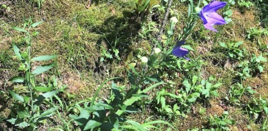 明智光秀　桔梗