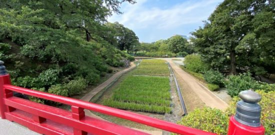小田原城 常盤木門への橋