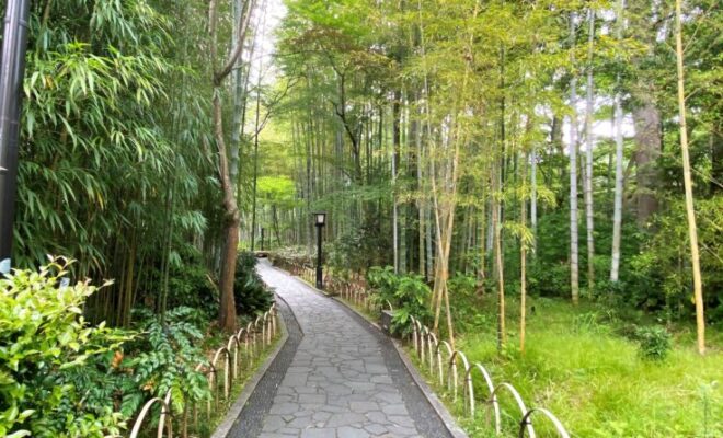 修善寺 竹林