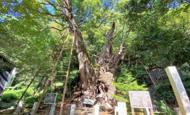 葛見神社 大樟