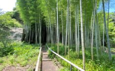 英勝寺　竹藪と小径