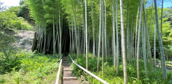 英勝寺 竹藪と小径