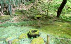 報国寺　竹の庭