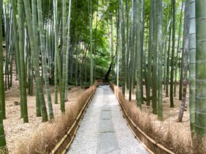 報国寺　竹の庭