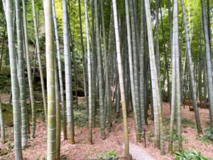 休耕庵からの竹の庭
