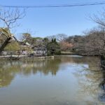 鶴岡八幡宮　源氏池