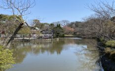 鶴岡八幡宮　源氏池