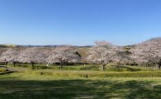 桜並木　河原