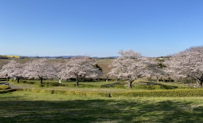 桜並木 河原