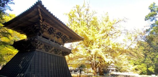 西山本門寺 梵鐘と大銀杏と本堂