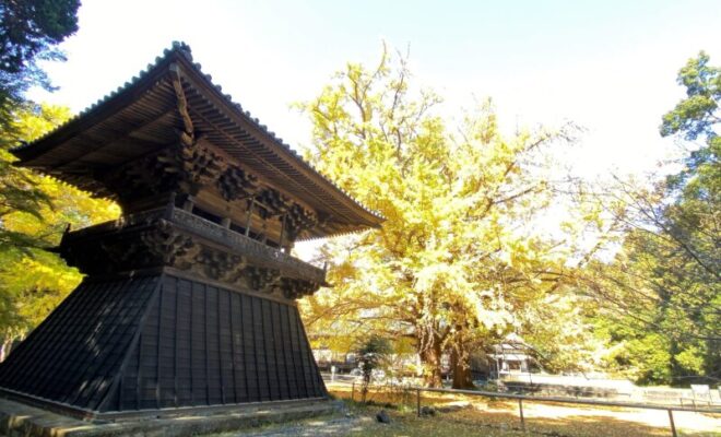 西山本門寺　梵鐘と大銀杏と本堂