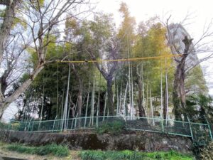 鳴海城跡公園の竹やぶ