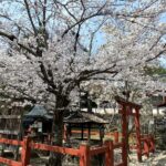 氷室神社 奈良 桜