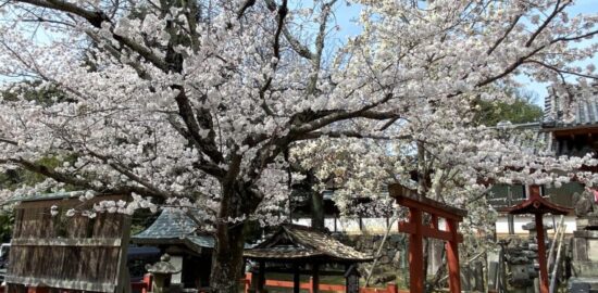 氷室神社　奈良　桜