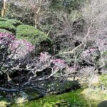 梅の花の枝
