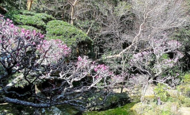 梶原景季 梶原景時の嫡男で治承 寿永の乱や宇治川の先陣争い 箙に梅花の枝など軍記で華やかな逸話がある人物 歴史探索