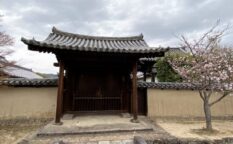 法隆寺　敷地内　門　桜
