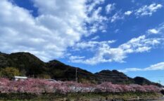 河津さくらと川