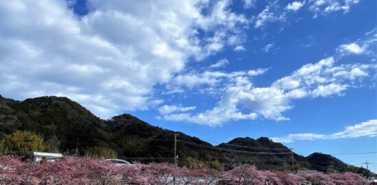 河津さくらと川