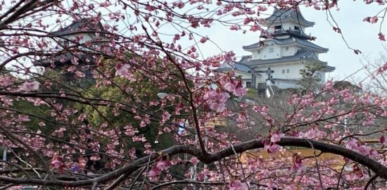 掛川城と桜