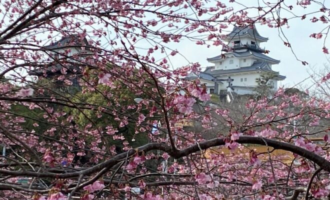 掛川城と桜