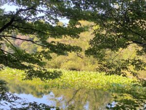 三宝寺池と沼沢植物群落