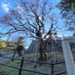 幸神神社  シダレアカシデ 国の天然記念物