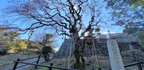 幸神神社　 シダレアカシデ 国の天然記念物