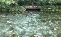モネの池（岐阜県）