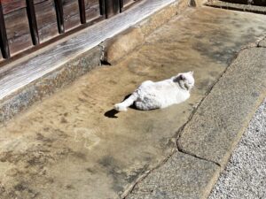 恵林寺　白猫