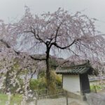 長谷寺 桜