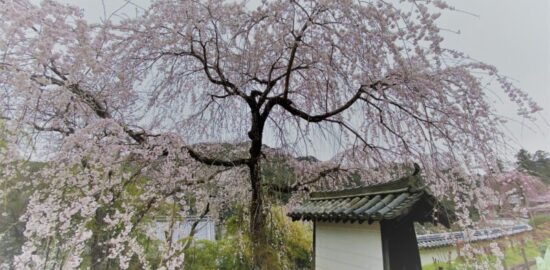 長谷寺　桜