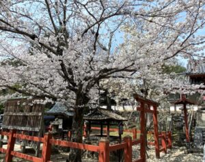 奈良　氷室神社　桜
