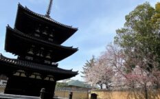 興福寺　三重塔　桜