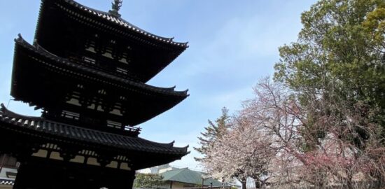 興福寺 三重塔 桜