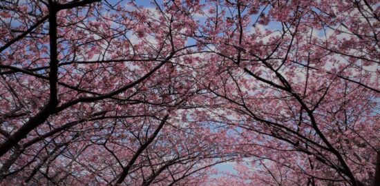 河津桜 トンネル