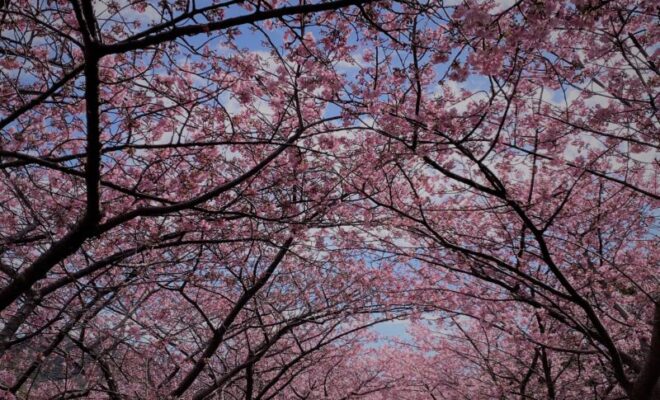 河津桜　トンネル