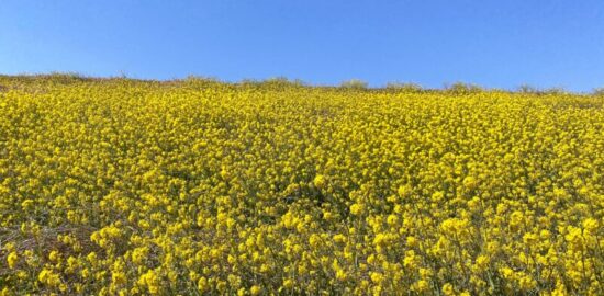 菜の花畑