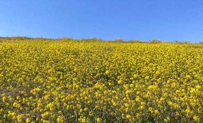 菜の花畑