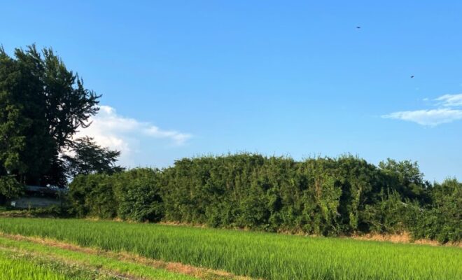 藤岡城（下野国）